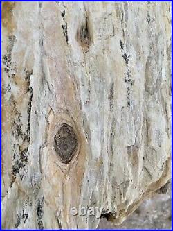 RARE 32# Freestanding Complete Full Round Fossil Wood Knots/Limb Bud/Grow Rings