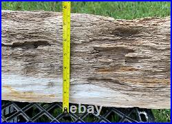 RARE 46 Texas Petrified Oak Rotted Log Piece Beaumont Formation Montgomery Co