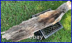 RARE 46 Texas Petrified Oak Rotted Log Piece Beaumont Formation Montgomery Co