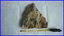 RARE! 6.5 lb. Petrified Wood Section recovered in Hanover County, Va