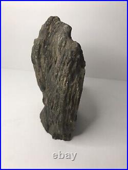 RARE Illinois Petrified Wood from Coal City Bookend Collectible Decor Fossils