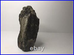 RARE Illinois Petrified Wood from Coal City Bookend Collectible Decor Fossils