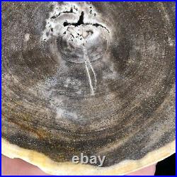 RARE LOCATION! Petrified Wood Angiosperm Northern Mongolia Tertiary 5.5x4.75