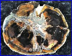 RARE LOCATION! Petrified Wood Cypress Tokat, Turkey 6x5 Eocene Fossil Geology