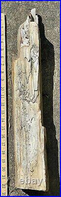 RARE Large Petrified Wood U. S. Specimen From Salt Lakes NOT FROM CHINA