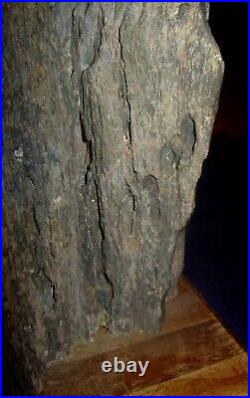 RARE PETRIFIED IRONWOOD DISPLAY-Large Woodpecker Hole with Bug Holes