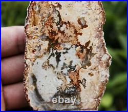 RARE! POLISHED PETRIFIED WOOD FOSSIL AGATE SLICE DISPLAY Pictogram Wolf and Girl