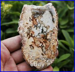 RARE! POLISHED PETRIFIED WOOD FOSSIL AGATE SLICE DISPLAY Pictogram Wolf and Girl