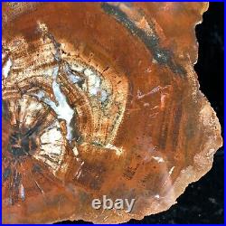 RARE Petrified Wood DADOXYLON, San Juan Co, Utah Cutler Fm. Permian 7x6 Fossil