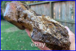 RARE Texas 5.5 Petrified Worm Inside Fossilized Tree Wood with Center Core Branch