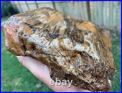 RARE Texas 5.5 Petrified Worm Inside Fossilized Tree Wood with Center Core Branch