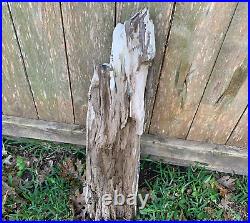 RARE Texas Petrified Oak Wood Detailed Rotted Log Montgomery Co Natural Fossil