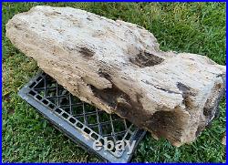 RARE Texas Petrified Oak Wood Log with Beaver Bite Montgomery Co Natural Fossil