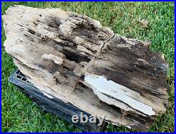 RARE Texas Petrified Oak Wood Log with Beaver Bite Montgomery Co Natural Fossil