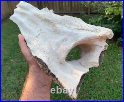 RARE Texas Petrified Oak Wood with Large Fossilized Animal Borrow Montgomery Co