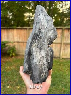 RARE Texas Petrified SnakeWood Fossil Wood Natural Uncut Mennegoxylon Jonesii