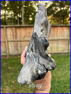 RARE Texas Petrified SnakeWood Fossil Wood Natural Uncut Mennegoxylon Jonesii