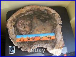 RED FOSSIL PETRIFIED WOOD HUGE SLAB MONKEY PUZZLE from MADAGASCAR 3.5kg 350mm