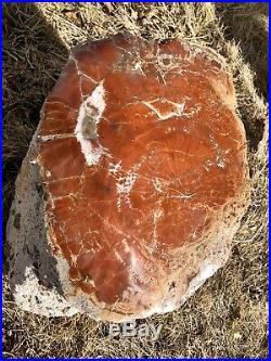 REILLYS ROCKS Arizona Petrified Wood With Vibrant Colors Contour Polished 98 Lb