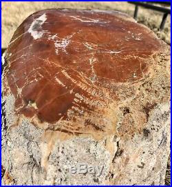 REILLYS ROCKS Arizona Petrified Wood With Vibrant Colors Contour Polished 98 Lb