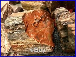 REILLYS ROCKS Five Gallon Bucket Colorful Arizona Petrified Wood, 64 Lbs