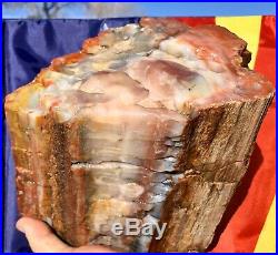 REILLYS ROCKS Highest Quality Arizona Rainbow Petrified Wood, 14 Lb