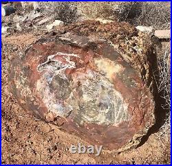 REILLYS ROCKS Highest Quality Arizona Rainbow Petrified Wood 1600 Lbs