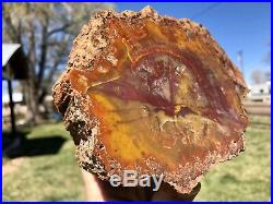 REILLYS ROCKS Highest Quality Polished Arizona Rainbow Petrified Wood, 6.5 Lb
