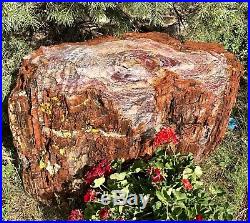 REILLYS ROCKS Massive Gorgeous Arizona Rainbow Petrified Wood Stump, 2000lbs