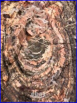 REILLYS ROCKS Monster Rare Arizona Petrified Wood With Fungus, Smoky Quartz