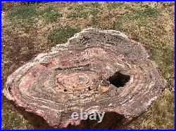 REILLYS ROCKS Monster Rare Arizona Petrified Wood With Fungus, Smoky Quartz