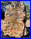 REILLYS_ROCKS_Rare_Preserved_Arizona_Petrified_Wood_WithStunning_Color_27_Lbs_01_ytrt
