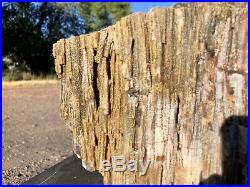 REILLYS ROCKS Rare Preserved Arizona Petrified Wood WithStunning Color, 27 Lbs