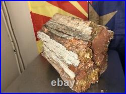 REILLYS ROCKS Top Quality Arizona Rainbow Petrified Wood, 21 Lbs