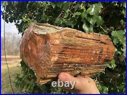 REILLYS ROCKS Top Quality Arizona Rainbow Petrified Wood, 21 Lbs