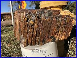 REILLYS ROCKS Top Quality Detailed Chunk Of Arizona Peteified Wood, 62 Lbs