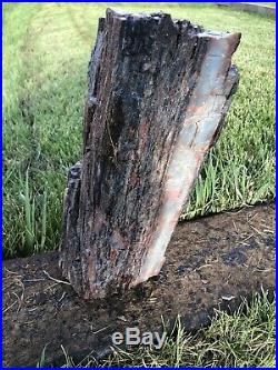 REILLYS ROCKS Top Shelf Arizona Petrified Wood Log Section, 26 Lb