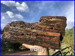REILLYS ROCKS Top Shelf Arizona Petrified Wood Log Section, 26 Lb