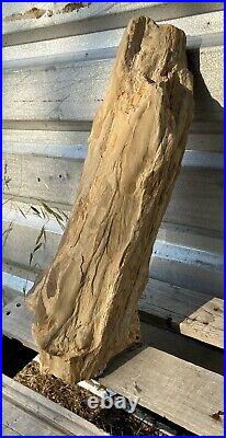 REMARKABLE 20 Lb TX Fossil Wood Full Round/Knots/Druzy/Amazing Details