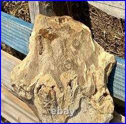 REMARKABLE 20 Lb TX Fossil Wood Full Round/Knots/Druzy/Amazing Details