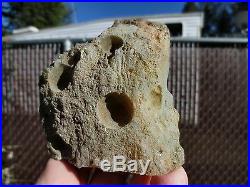 RFM CROOKED RIVER PETRIFIED WOOD Full Round LIMB CAST Collector Grade Specimen