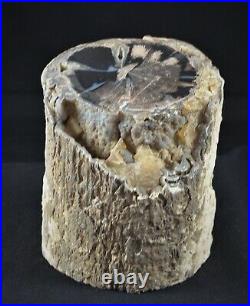 ROL Petrified Wood Blue Forest, Wyoming 4.5 Dia. Polished Face 6+lbs