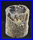 ROL_Petrified_Wood_Blue_Forest_Wyoming_4_5_Dia_Polished_Face_6_lbs_01_nlsb
