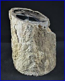 ROL Petrified Wood Blue Forest, Wyoming 4.5 Dia. Polished Face 6+lbs