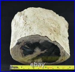 ROL Petrified Wood Blue Forest, Wyoming Polished Face 3-1/2x5x4-1/2