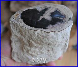 ROL Petrified Wood Blue Forest, Wyoming Polished Face 3-1/2x5x4-1/2