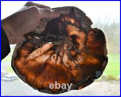 ROL Petrified Wood Full Round, Polished Slab Post, Oregon 10, 3.5 lbs
