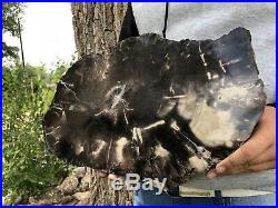 RR LARGE THICK Mirror Polished Black Arizona Petrified Wood Slab, FULL ROUND