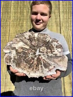 RR Large Polished Petrified Wood Slab WithRare Fungus, Arizona 11.5 Lb