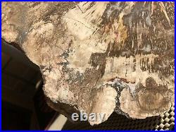 RR Large Polished Petrified Wood Slab WithRare Fungus, Arizona 11.5 Lb
